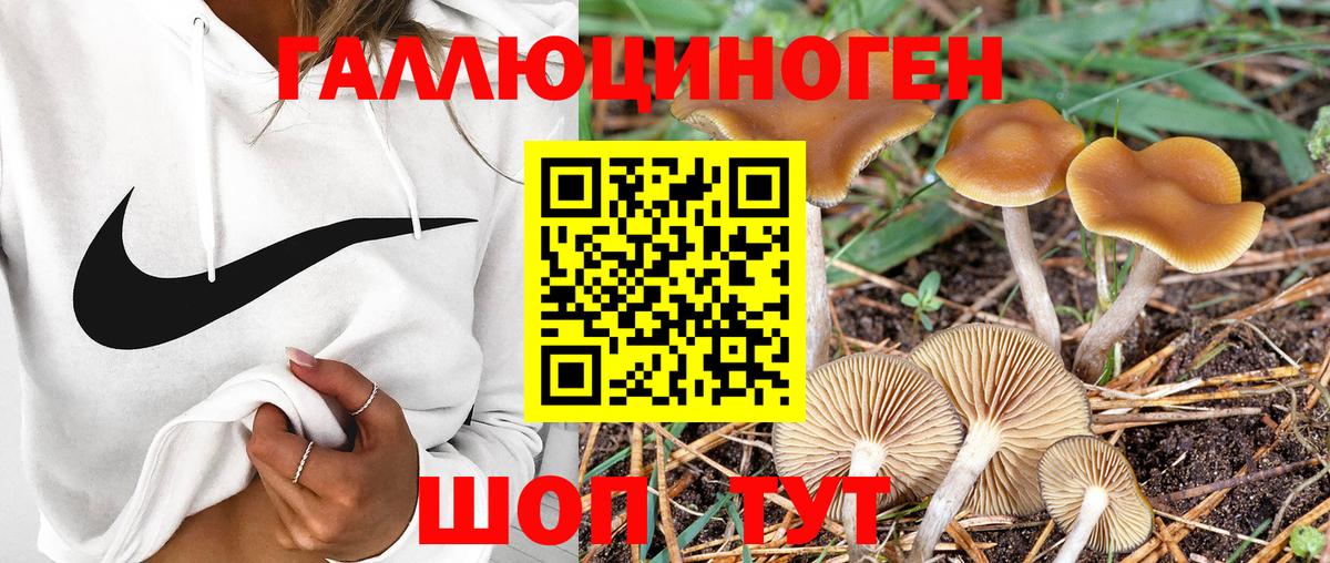 Псилоцибиновые грибы Psilocybine cubensis Черемхово